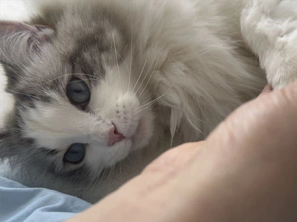 GS-441524 Injection step | Shaanxi BLOOM Tech Co., Ltd GS-441524 Injection step | Shaanxi BLOOM Tech Co., Ltd