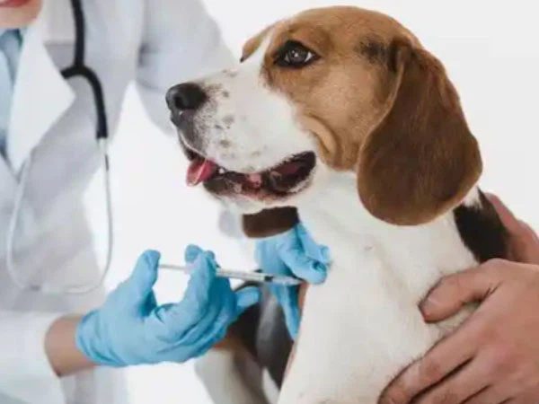 GS-441524 Injection step | Shaanxi BLOOM Tech Co., Ltd GS-441524 Injection step | Shaanxi BLOOM Tech Co., Ltd