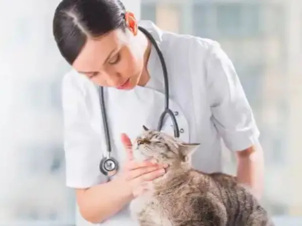 GS-441524 Injection step | Shaanxi BLOOM Tech Co., Ltd GS-441524 Injection step | Shaanxi BLOOM Tech Co., Ltd