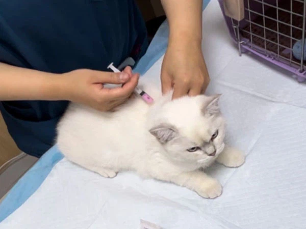 GS-441524 Injection comfort| Shaanxi BLOOM Tech Co., Ltd GS-441524 Injection comfort| Shaanxi BLOOM Tech Co., Ltd