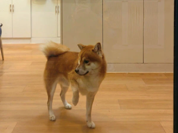 GS-441524 Injection comfort| Shaanxi BLOOM Tech Co., Ltd GS-441524 Injection comfort| Shaanxi BLOOM Tech Co., Ltd