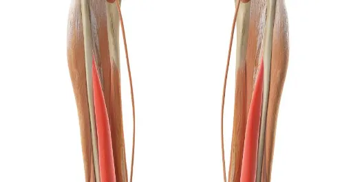 SLU-PP-332 Skeletal Muscle | Shaanxi BLOOM Tech Co., Ltd SLU-PP-332 Skeletal Muscle | Shaanxi BLOOM Tech Co., Ltd